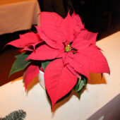  Sproing Pics (89/125)